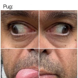 Pugs