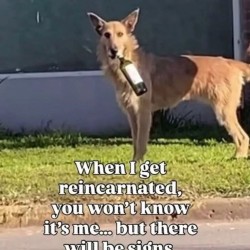 Reincarnated