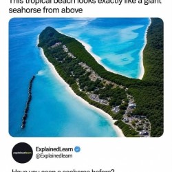 Giant Seahorse