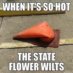 State Flower
