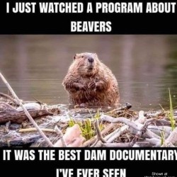 Beavers