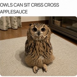 Owls