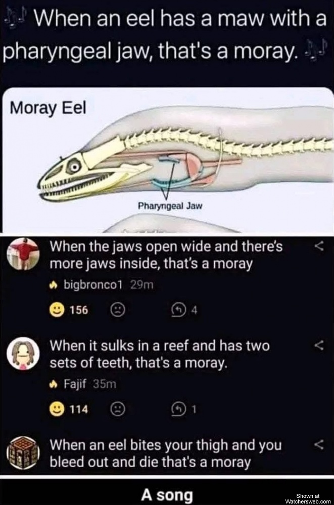 Thats A Moray #0