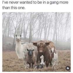 Be In A Gang