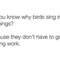Birds Sing