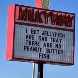 Jellyfish
