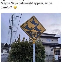 Ninja Cats