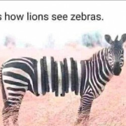 Zebras
