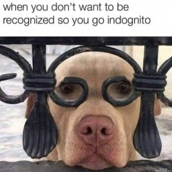 Indognito