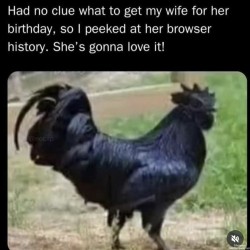Black Cock