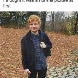 Normal Pic