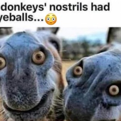 Donkeys Nostrils