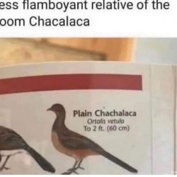 Plain Chacalaca