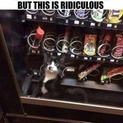 Kit Kat