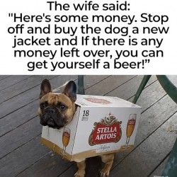 Dog Jacket