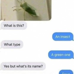 Dave