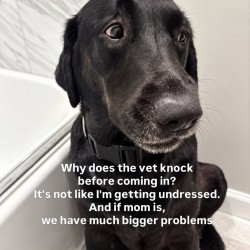 Why Does The Vet Knock