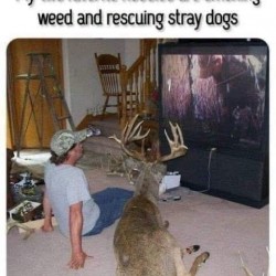 Stray Dogs