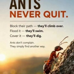 Ants Never Quit