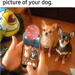 Perfect