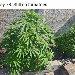 Day 78