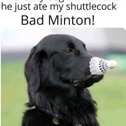 My Dog