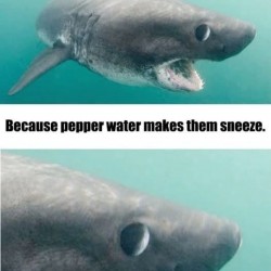 Sharks