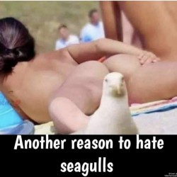 Hate Seagulls