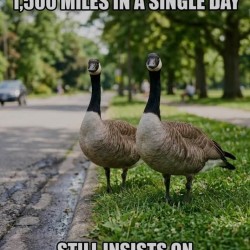 Walks Across The Street