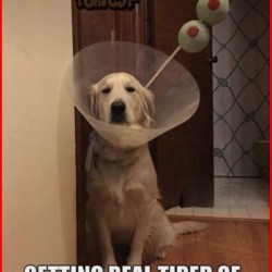 My Human Is An Asshole