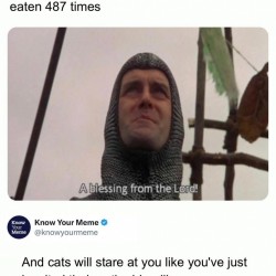 Dogs Vs Cats