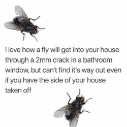 Flies