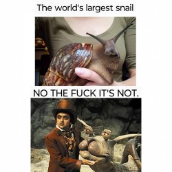 Largest Snail