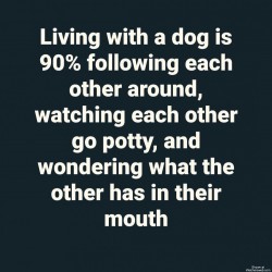Living With A Dog