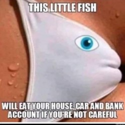 This Little Fish