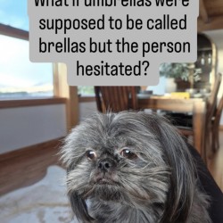 Brellas