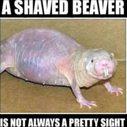 Shaved Beaver