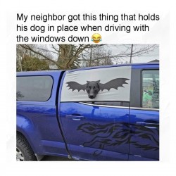 Batdog